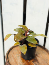 Load image into Gallery viewer, Philodenron Cardinal