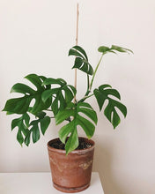 Load image into Gallery viewer, Rhaphidophora tetrasperma 'Ginny'
