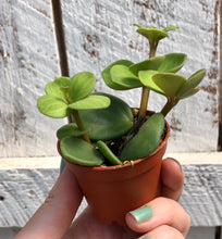 Load image into Gallery viewer, Peperomia 'Hope'