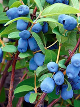 Load image into Gallery viewer, Honeyberry 'Beauty'
