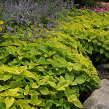 Load image into Gallery viewer, Coleus Lime Delight