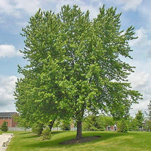 Load image into Gallery viewer, Silver Maple