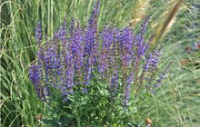 Load image into Gallery viewer, Salvia nemorosa 'Salute Deep Blue'