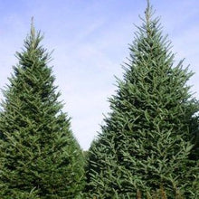 Load image into Gallery viewer, Fraser Fir
