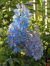 Load image into Gallery viewer, Delphinium 'Blue Lace'