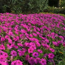 Load image into Gallery viewer, Petunia Easy Wave® Neon Rose