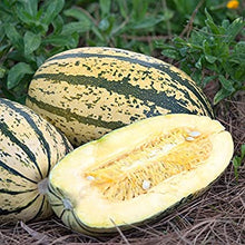 Load image into Gallery viewer, Squash Sugaretti