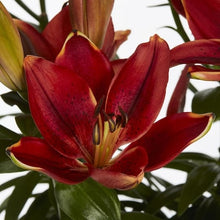 Load image into Gallery viewer, Lilium Tiny Comfort
