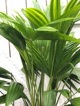 Load image into Gallery viewer, Fan Palm