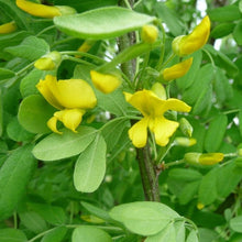 Load image into Gallery viewer, Caragana Arborescens