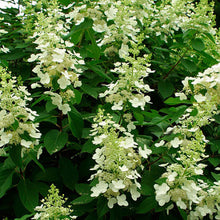 Load image into Gallery viewer, Hydrangea Tardiva