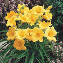 Load image into Gallery viewer, Hemerocallis 'Stella de Oro'