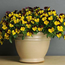 Load image into Gallery viewer, Pansy Cool Wave® Sunshine 'N Wine
