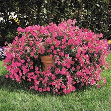 Load image into Gallery viewer, Petunia Tidal Wave® Hot Pink