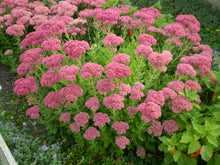 Load image into Gallery viewer, Sedum spectabilis 'Autumn Joy'