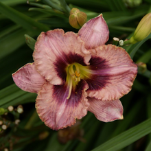 Load image into Gallery viewer, Hemerocallis 'Daring Deception'