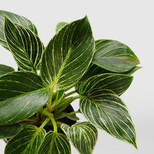 Load image into Gallery viewer, Philodendron Birkin