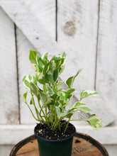 Load image into Gallery viewer, Pearls & Jade Pothos