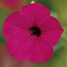 Load image into Gallery viewer, Petunia Tidal Wave® Purple