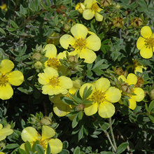 Load image into Gallery viewer, Potentilla Gold Star