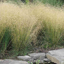 Load image into Gallery viewer, deschampsia cespitosa bronzeschleier