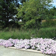 Load image into Gallery viewer, Petunia Wave® Misty Lilac