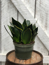 Load image into Gallery viewer, Sansevieria Superba