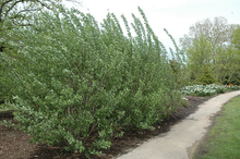Load image into Gallery viewer, French Pussy Willow