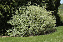 Load image into Gallery viewer, Silver and Gold Dogwood