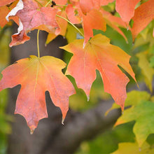 Load image into Gallery viewer, Sugar Maple