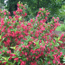 Load image into Gallery viewer, Weigela Red Prince