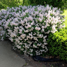Load image into Gallery viewer, Lilac Miss Kim