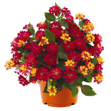 Load image into Gallery viewer, Lantana Havana Cherry