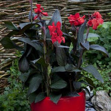 Load image into Gallery viewer, Canna Cannova Bronze Scarlet