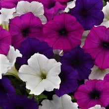 Load image into Gallery viewer, Petunia Easy Wave® Great Lakes Mix