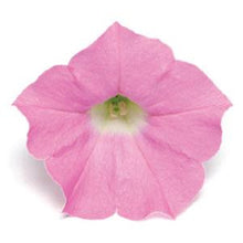 Load image into Gallery viewer, Petunia Shock Wave® Pink Shade