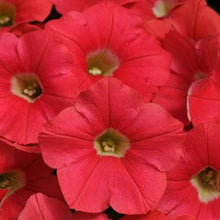 Load image into Gallery viewer, Petunia Shock Wave® Coral Crush