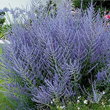 Load image into Gallery viewer, Perovskia atriplicifolia 'Lacey Blue'