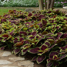 Load image into Gallery viewer, Coleus Kong® Scarlet