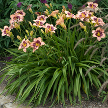 Load image into Gallery viewer, Hemerocallis 'Daring Deception'