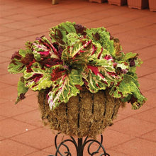 Load image into Gallery viewer, Coleus Kong® Mosaic Coleus
