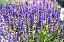 Load image into Gallery viewer, Salvia nemorosa 'Salute Deep Blue'