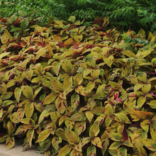 Load image into Gallery viewer, Coleus Mighty Mosaic