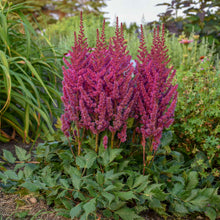 Load image into Gallery viewer, Astilbe chinensis 'Visions'