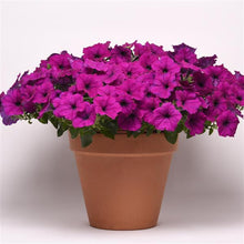 Load image into Gallery viewer, Petunia Easy Wave® Violet