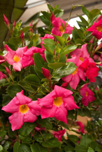 Load image into Gallery viewer, Pink Mandevilla - Small Leaf