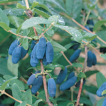 Load image into Gallery viewer, Honeyberry 'Beast'