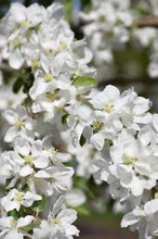 Load image into Gallery viewer, Norkent Apple