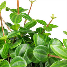 Load image into Gallery viewer, Peperomia 'Beetle'