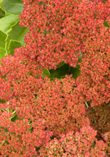 Load image into Gallery viewer, Sedum spectabile 'Autumn Fire'
